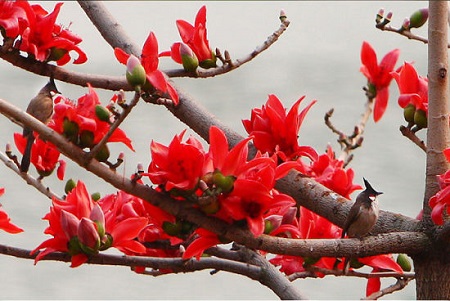 Kapok flowers